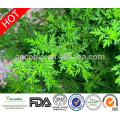 100% naturel Artemisia Annua L Artémisinine en poudre